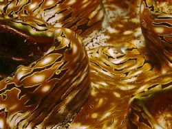 Close up of Giant clam taken in the red sea with Sealife ... by Patrick Neumann 